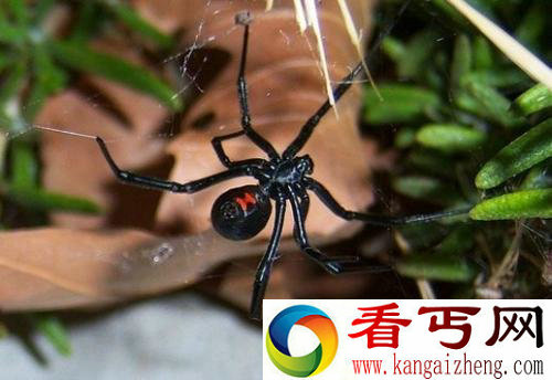 [多图]动物界的十大血腥秘密