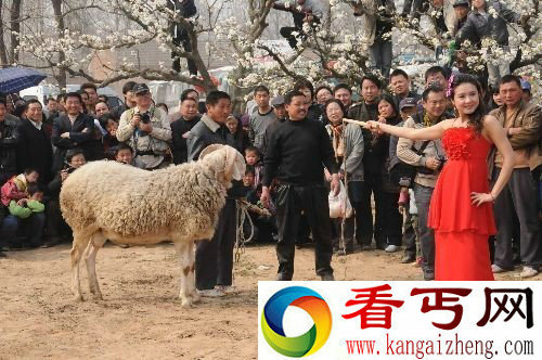 [图文]安徽宿州民俗斗羊吸引大批游客观看