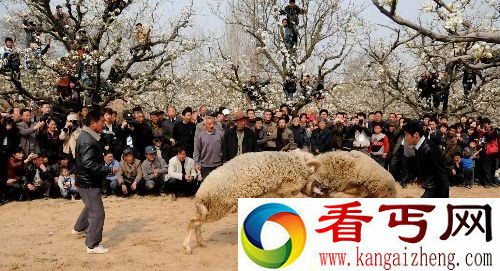 [图文]安徽宿州民俗斗羊吸引大批游客观看