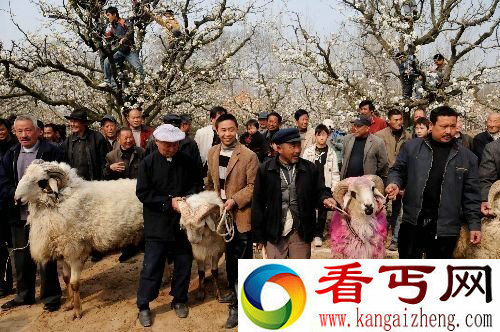 [图文]安徽宿州民俗斗羊吸引大批游客观看
