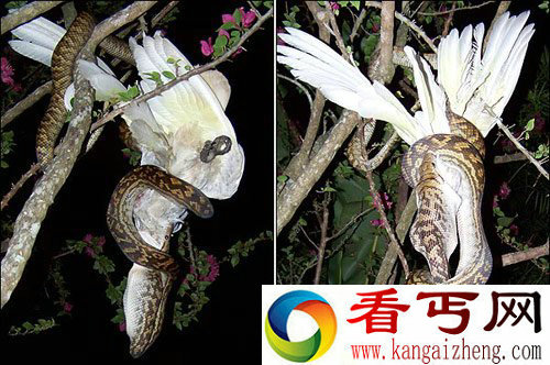 [图文]英国女子拍到蟒蛇吞吃鹦鹉全过程 花了2个小时
