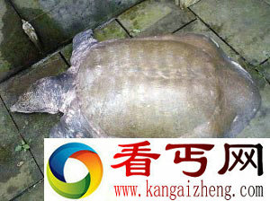[图文]好心人花11万元在菜市场买百岁巨鳖送寺庙