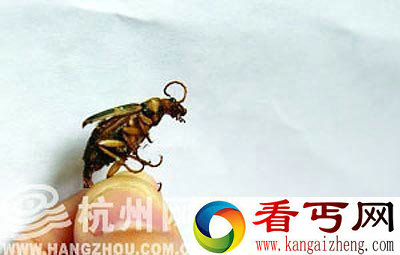 [图文]小虫飞入民宅放100℃液体毒屁蜇人 属危险级别昆虫