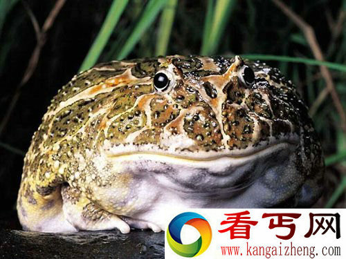 [图文]蟾蜍用摆动脚趾来引诱被掠食者上钩