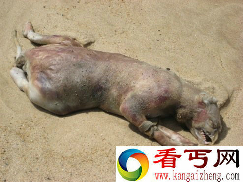 [图文]美国长岛神秘动物尸体引发网络大猜想