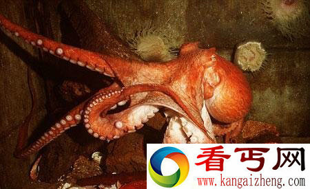 [图文]研究发现章鱼八爪有分工拥有３对触手１对触足