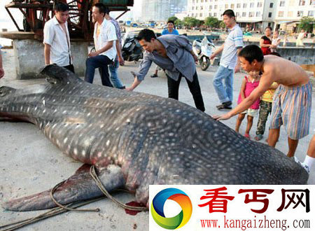 [图文]浙江瑞安渔民捕获6吨“金钱鲨” 专家呼吁保护鲨鱼资源