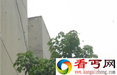 [图文]重庆工商大学惊险上万黑蛾飞舞 其为“幽灵蛾”