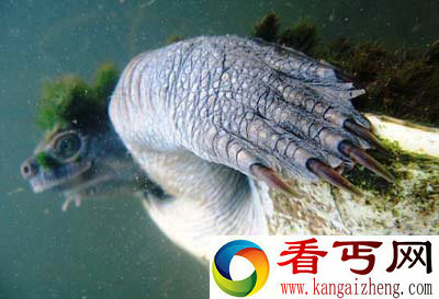 [图文]澳大利亚惊现“朋克”发型的绿毛河龟 名为“玛莉河龟