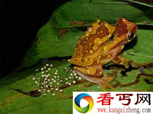 [图文]发现水陆两地产卵脊椎动物树蛙