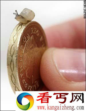 [图文]体长1厘米仅存209只珍稀树蜗牛濒危
