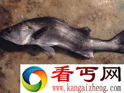 [图文]日本海域惊现大量S形海鱼