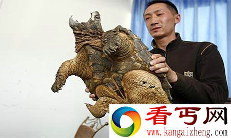 [图文]昆明滇池爬出10公斤重疑似鳄鱼龟 体形硕大