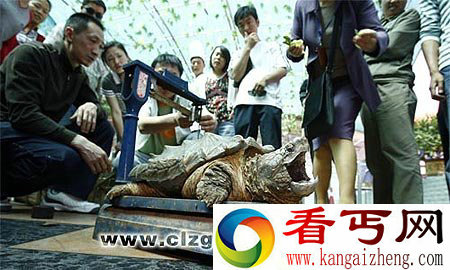 [图文]昆明滇池爬出10公斤重疑似鳄鱼龟 体形硕大