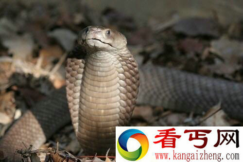 [图文]世界最大射毒眼镜蛇 一口毒液致20人死