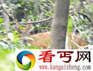[图文]广州白云山重现野生黄猄