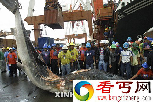 [图文]7.4米长鲸鲨在菲律宾被货轮撞死 海洋中温和的巨人