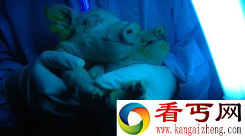 [图文]我国转基因克隆猪产下“荧光猪崽”