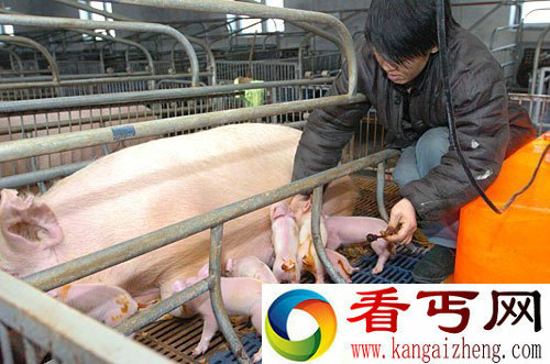 [图文]我国转基因克隆猪产下“荧光猪崽”