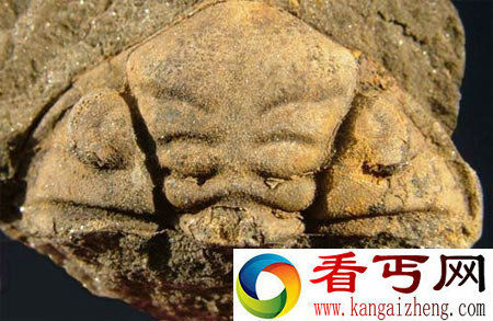 [多图]史前大型昆虫 个头要大得多