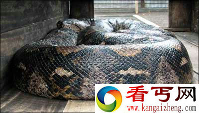 [图文]印尼捕获世界最大蟒蛇 重447公斤