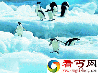 [多图]虎毒不食子？一些动物竟然会吃自己的孩子！