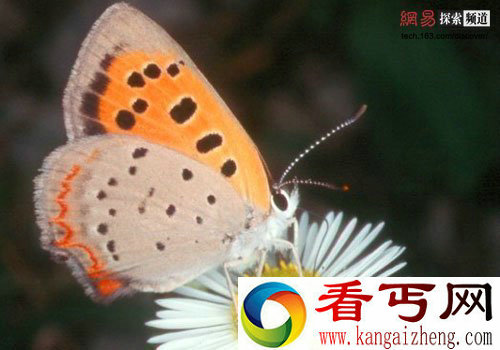 [多图]解剖动物的十大超能力