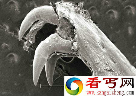 [图文]美国科学家发现海鳗捕食犹如外星异形