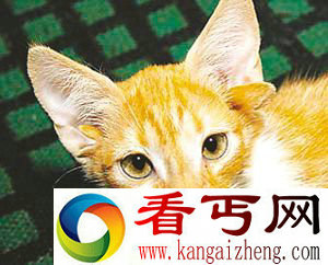 [图文]俄惊现6耳怪猫 是基因还是环境污染所至