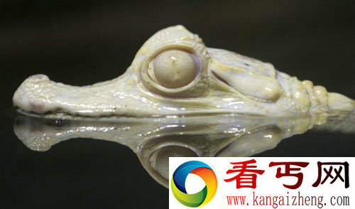 [多图]稀有白化小鳄鱼亮相南美洲最大主题水族馆