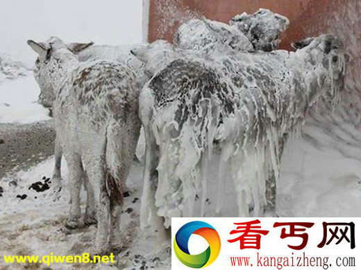 “坚强驴” 5只驴子挂满冰柱无法行走