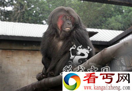 [图文]云南发现四不像“猴子”来自哀牢山