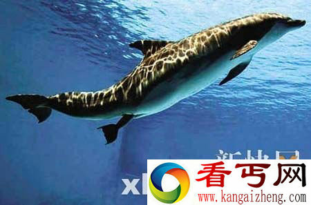 [多图]意摄影师幸运拍下海豚白天产子全过程