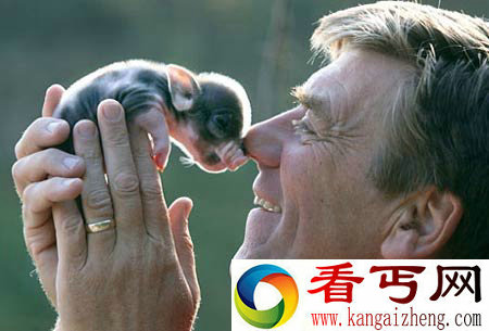[图文]英国农场培育出茶杯大小猪仔 仅有茶杯大小