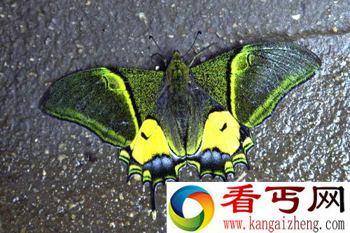 [图文]珍稀金斑喙凤蝶现井冈山 生存数量少于大熊猫