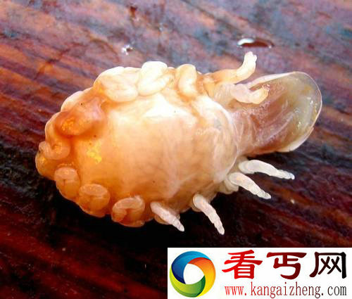 [多图]鲫鱼腹中惊现异形生物 吓得厨师拔腿就跑