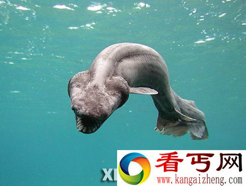 [图文]最原始的鲨鱼--皱鳃鲨 有“活化石”之称