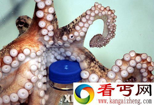 [图文]新西兰一章鱼玩“绝活”能开瓶盖获得食物
