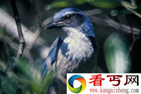[图文]科学家发现“半吨重乌贼”和“会计划的鸟”