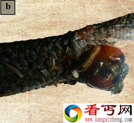 毒蛇蜈蚣搏斗 两毒物双双气绝