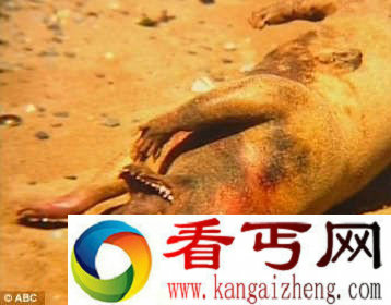 美国纽约一沙滩现恐怖“怪兽”尸体