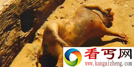 美国纽约一沙滩现恐怖“怪兽”尸体