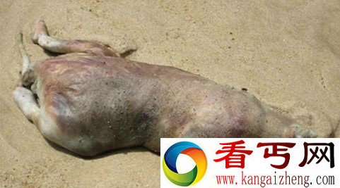 美国纽约一沙滩现恐怖“怪兽”尸体