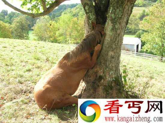 调皮动物被卡在各种场景