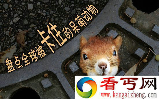 调皮动物被卡在各种场景