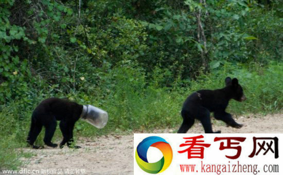 调皮动物被卡在各种场景