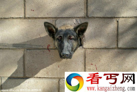 调皮动物被卡在各种场景