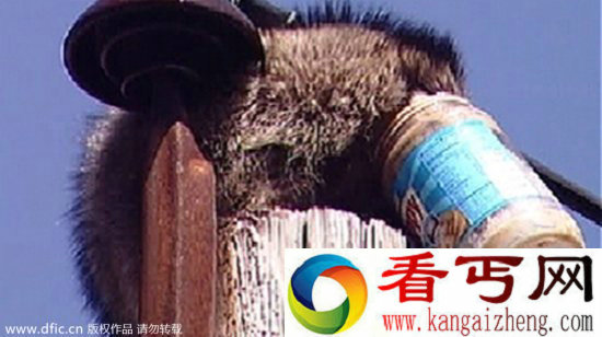 调皮动物被卡在各种场景