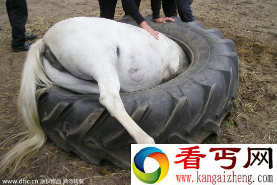 调皮动物被卡在各种场景