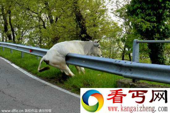 调皮动物被卡在各种场景